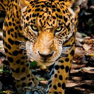 Meet your Posher, Homero